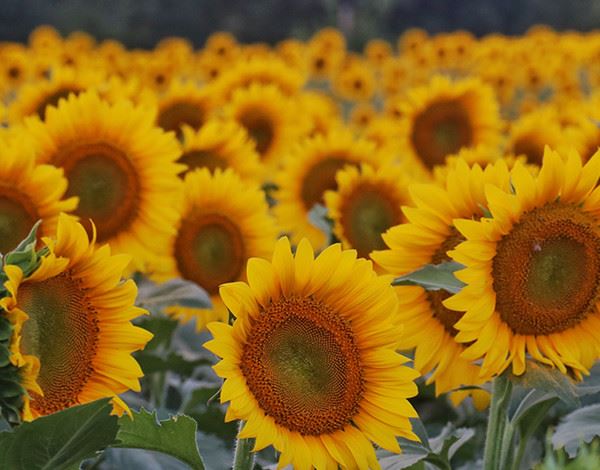 A field of sunflowers