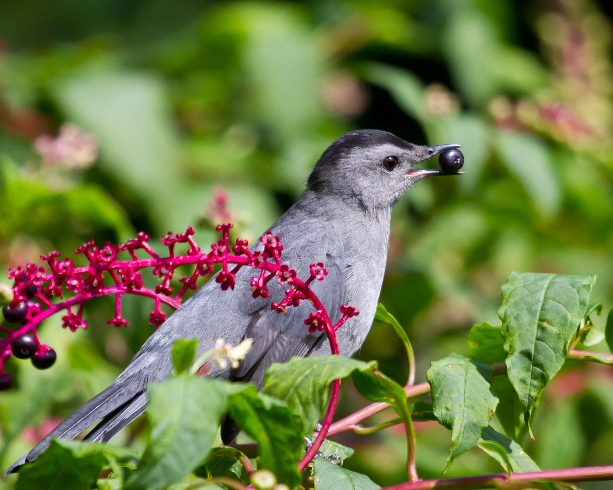 Gray Catbird on branch eating berry